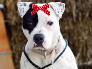 Cachorro raça Mestica  idade 1 ano nome Gaia 