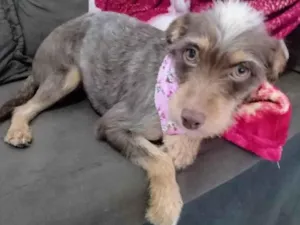 Cachorro raça SRD-ViraLata idade 1 ano nome Flor