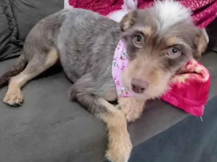 Cachorro ra a SRD-ViraLata idade 1 ano nome Flor