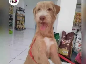 Cachorro raça SRD-ViraLata idade 1 ano nome Bob
