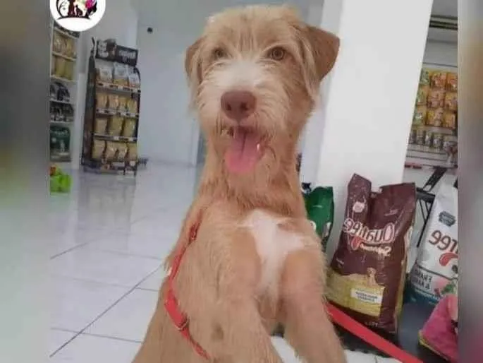 Cachorro ra a SRD-ViraLata idade 1 ano nome Bob