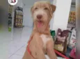 Bob