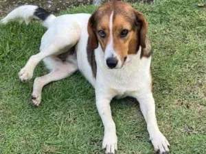 Cachorro raça SRD-ViraLata idade 4 anos nome Nina 