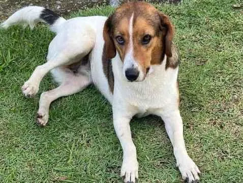 Cachorro ra a SRD-ViraLata idade 4 anos nome Nina 