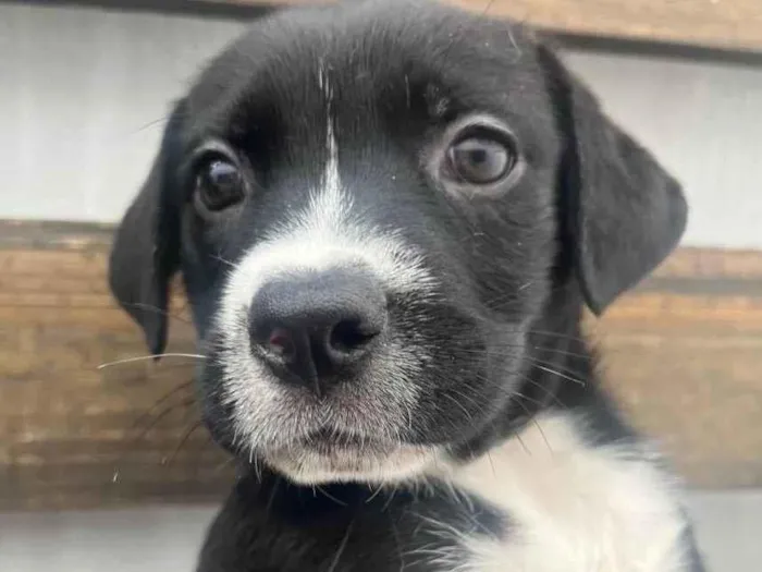 Cachorro raça SRD-ViraLata idade Abaixo de 2 meses nome Penny