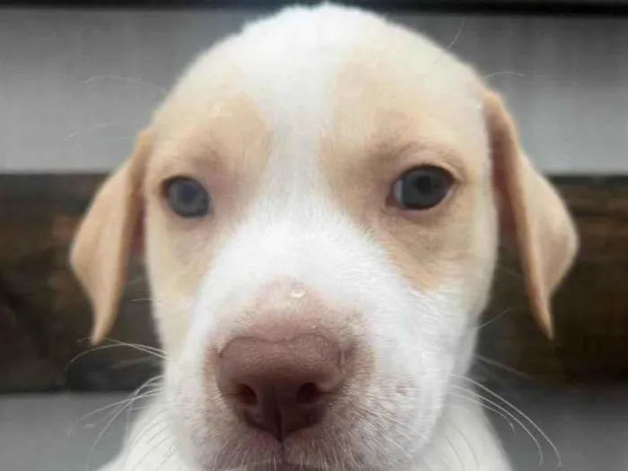 Cachorro raça SRD-ViraLata idade Abaixo de 2 meses nome Jack