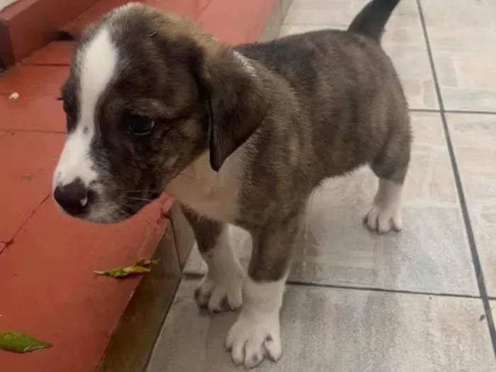 Cachorro raça SRD-ViraLata idade Abaixo de 2 meses nome Theo