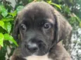Cachorro raça SRD-ViraLata idade Abaixo de 2 meses nome Duke