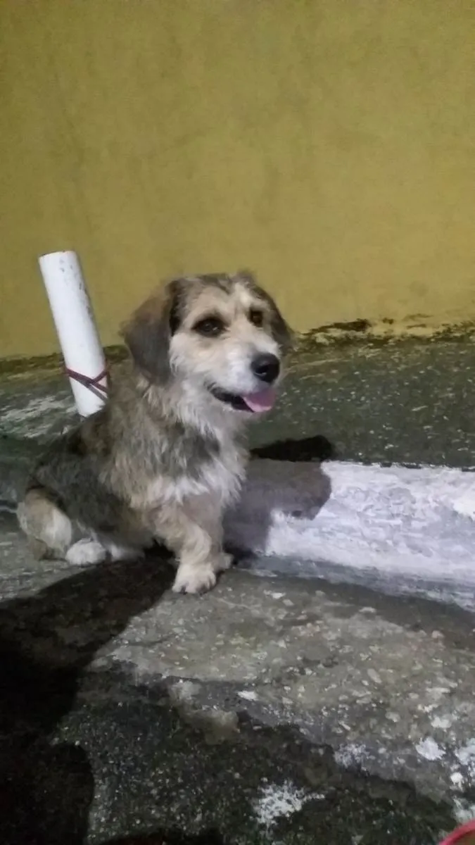 Cachorro ra a Salsicha com vira lata  idade 2 anos nome Swat