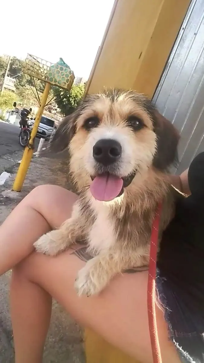 Cachorro ra a Salsicha com vira lata  idade 2 anos nome Swat