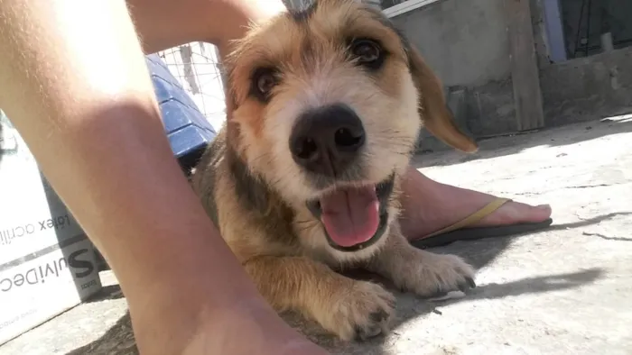 Cachorro ra a Salsicha com vira lata  idade 2 anos nome Swat