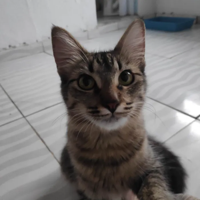 Gato ra a  idade 1 ano nome Boo