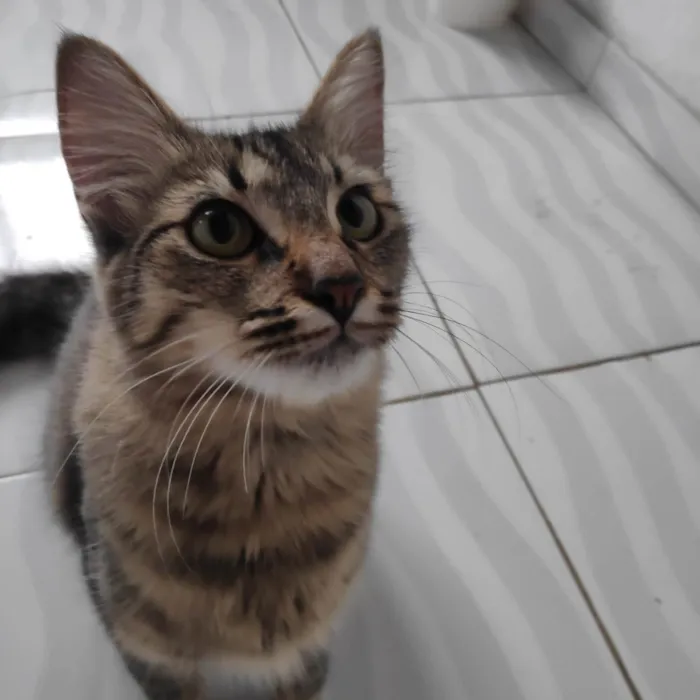 Gato ra a  idade 1 ano nome Boo