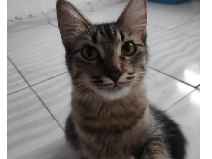 Gato ra a  idade 1 ano nome Boo