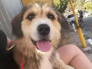 Cachorro raça Salsicha com vira lata  idade 2 anos nome Swat