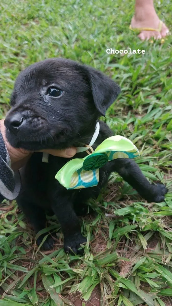 Cachorro ra a SRD-ViraLata idade Abaixo de 2 meses nome Chocolate