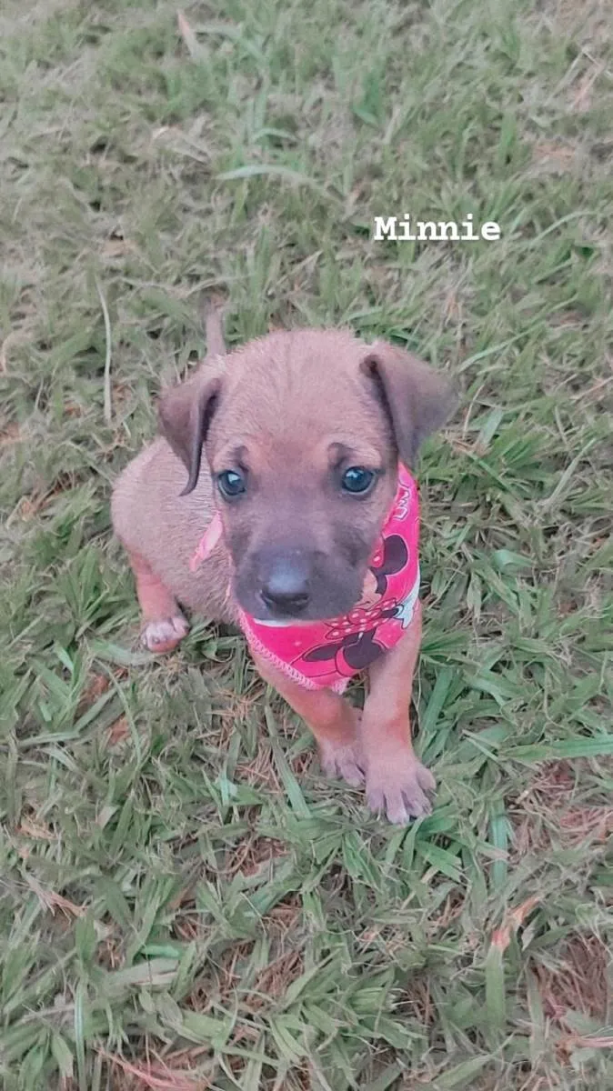 Cachorro ra a SRD-ViraLata idade Abaixo de 2 meses nome Minnie