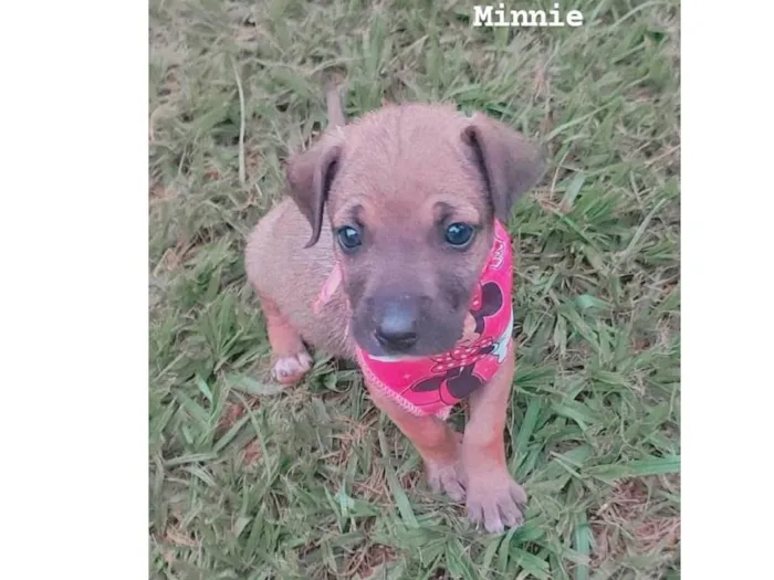 Cachorro ra a SRD-ViraLata idade Abaixo de 2 meses nome Minnie