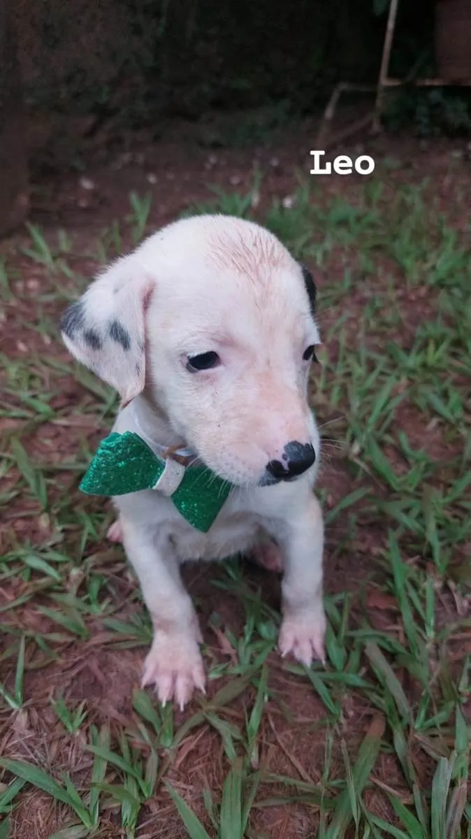 Cachorro ra a SRD-ViraLata idade Abaixo de 2 meses nome Leo