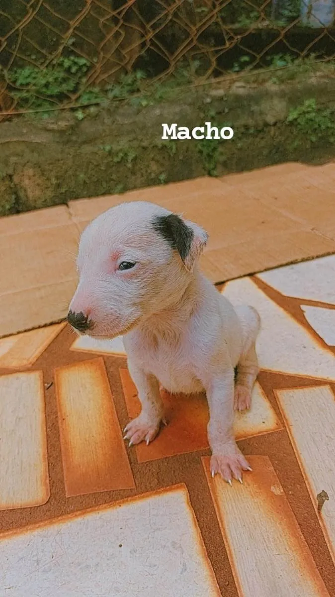 Cachorro ra a SRD-ViraLata idade Abaixo de 2 meses nome Leo