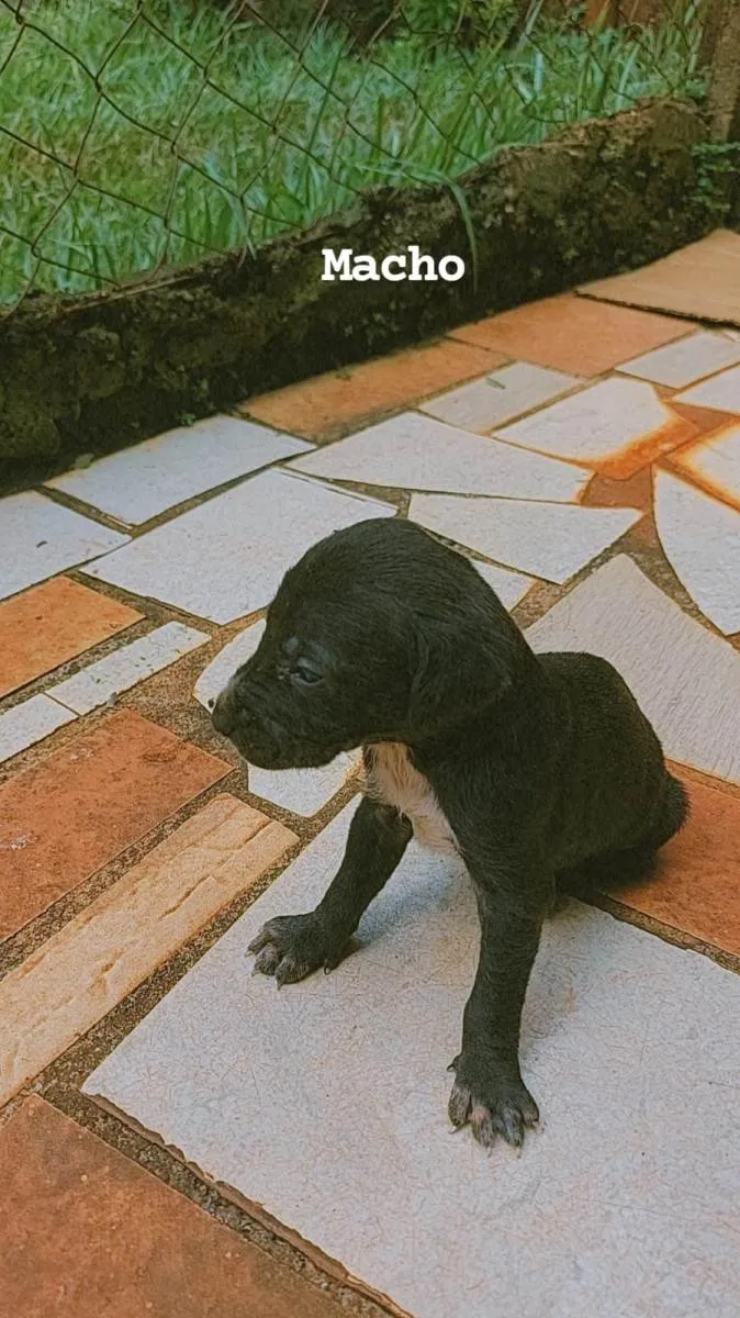 Cachorro ra a SRD-ViraLata idade Abaixo de 2 meses nome toddy