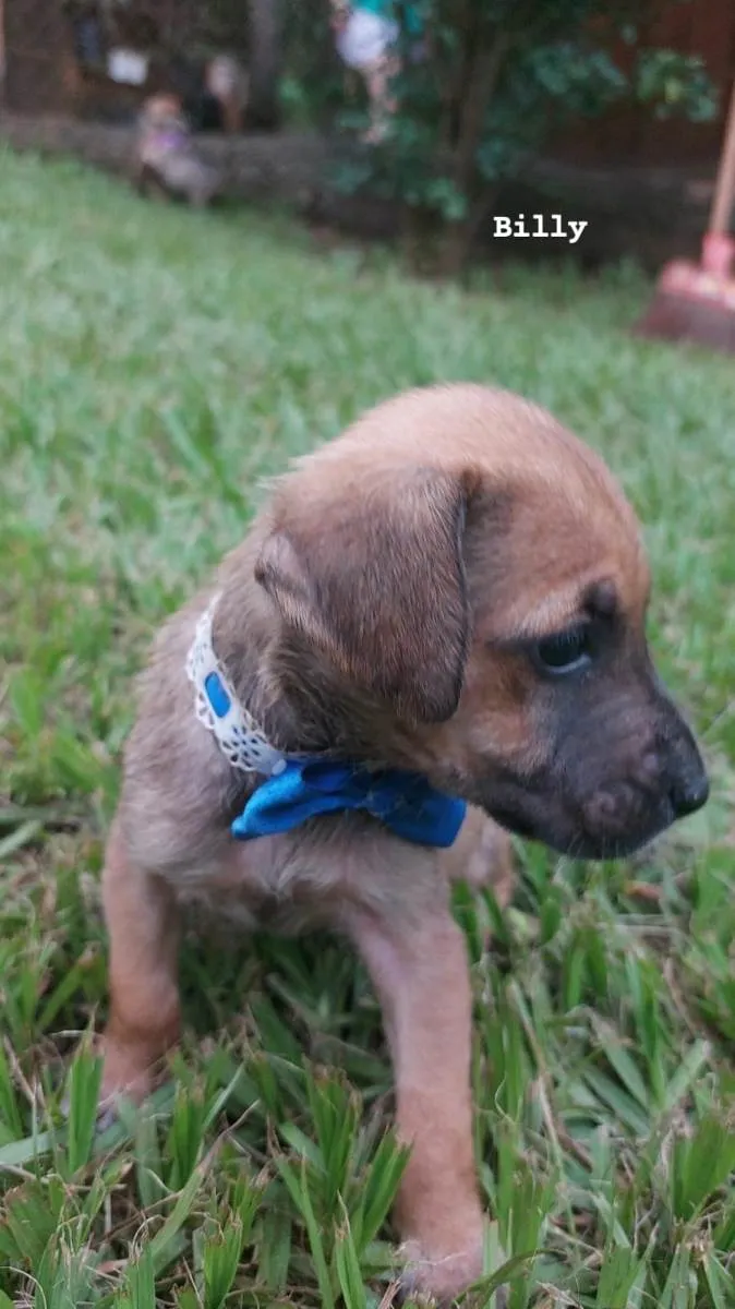 Cachorro ra a SRD-ViraLata idade Abaixo de 2 meses nome Billy