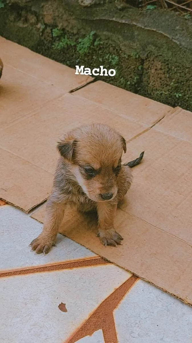 Cachorro ra a SRD-ViraLata idade Abaixo de 2 meses nome Billy