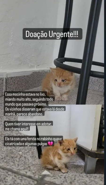 Gato raça Laranja kk idade Abaixo de 2 meses nome Não tem nome