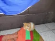 Não tem nome