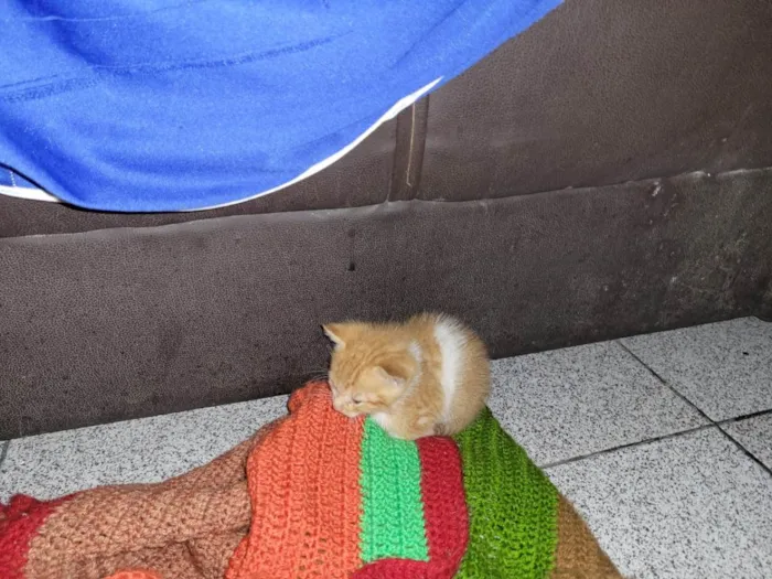 Gato raça Laranja kk idade Abaixo de 2 meses nome Não tem nome