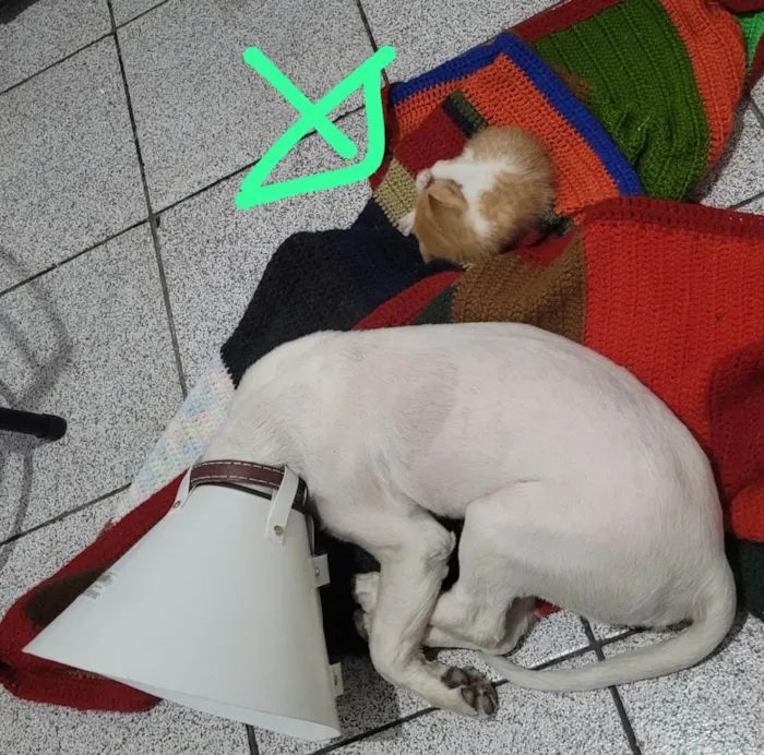 Gato raça Laranja kk idade Abaixo de 2 meses nome Não tem nome