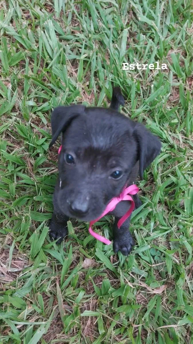 Cachorro ra a SRD-ViraLata idade Abaixo de 2 meses nome Estrela