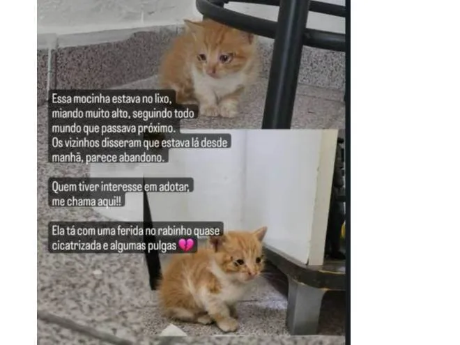Gato raça Laranja kk idade Abaixo de 2 meses nome Não tem nome