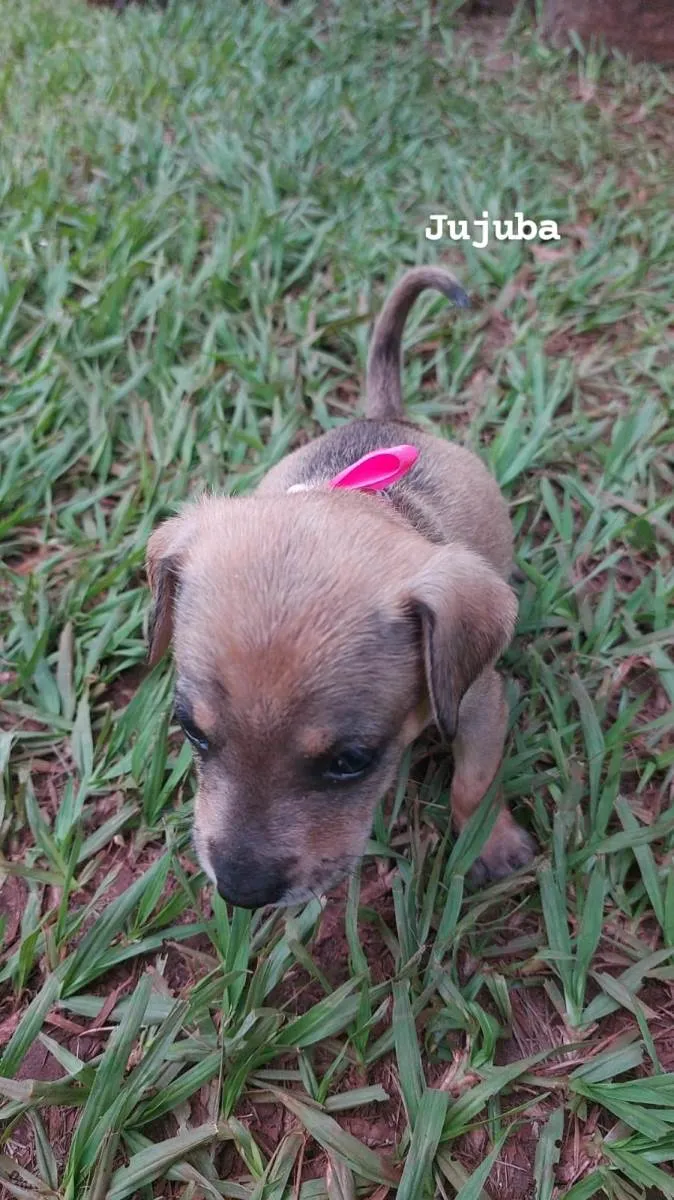 Cachorro ra a SRD-ViraLata idade Abaixo de 2 meses nome Jujuba