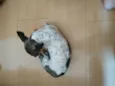 Baballo
