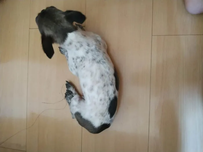 Cachorro ra a Pinscher idade  nome Baballo