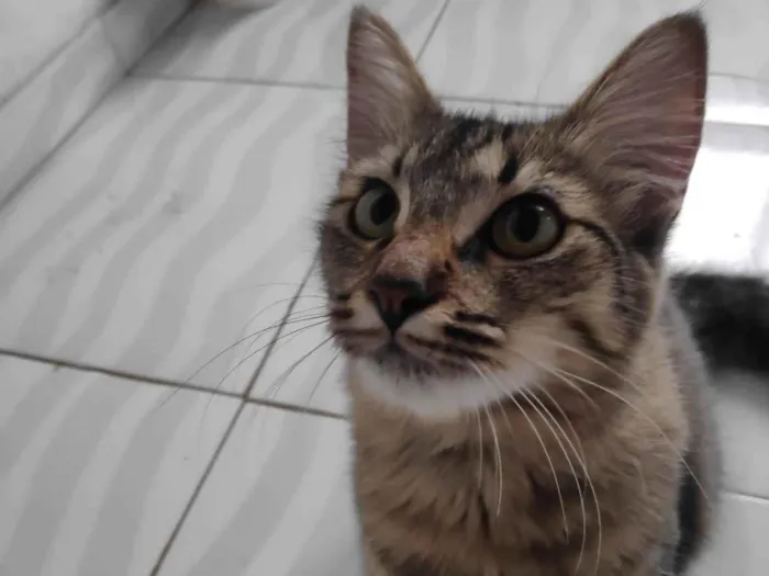 Gato ra a  idade 1 ano nome Boo