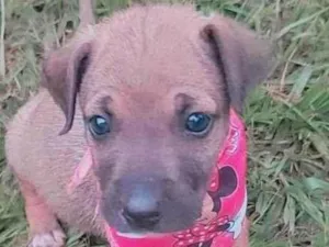 Cachorro raça SRD-ViraLata idade Abaixo de 2 meses nome Minnie