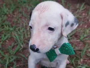 Cachorro raça SRD-ViraLata idade Abaixo de 2 meses nome Leo
