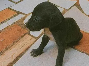 Cachorro raça SRD-ViraLata idade Abaixo de 2 meses nome toddy
