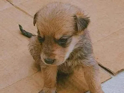 Cachorro raça SRD-ViraLata idade Abaixo de 2 meses nome Billy