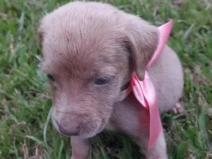 Cachorro raça SRD-ViraLata idade Abaixo de 2 meses nome Cristal