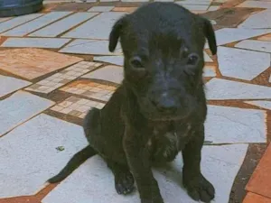 Cachorro raça SRD-ViraLata idade Abaixo de 2 meses nome Estrela