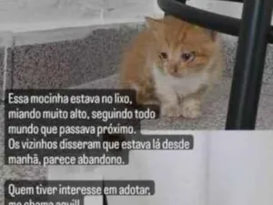 Gato raça Laranja kk idade Abaixo de 2 meses nome Não tem nome
