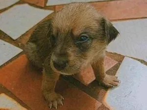 Cachorro raça SRD-ViraLata idade Abaixo de 2 meses nome Jujuba