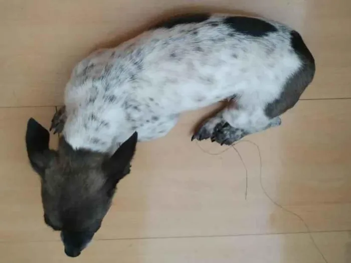 Cachorro ra a Pinscher idade  nome Baballo