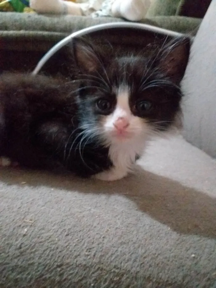 Gato raça SRD-ViraLata idade Abaixo de 2 meses nome Pingo