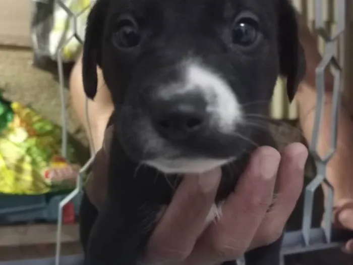 Cachorro ra a SRD-ViraLata com pitibul  idade Abaixo de 2 meses nome Sem nome 