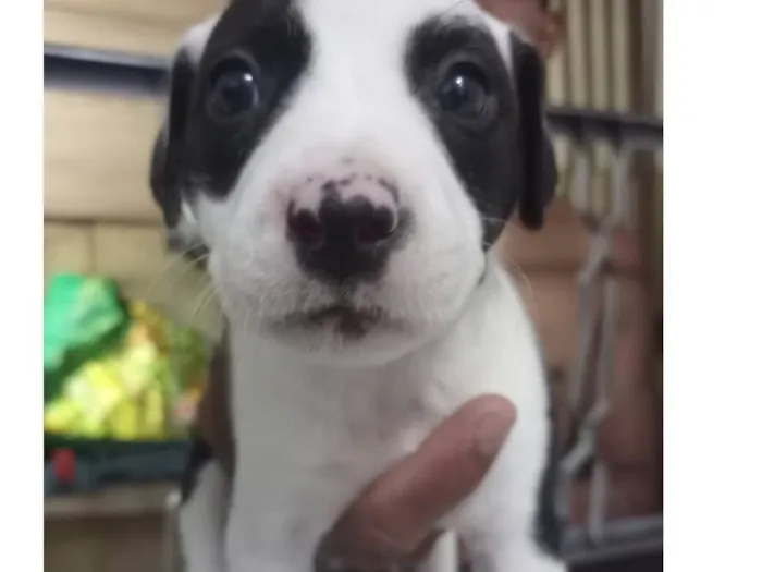 Cachorro ra a SRD-ViraLata com pitibul  idade Abaixo de 2 meses nome Sem nome 