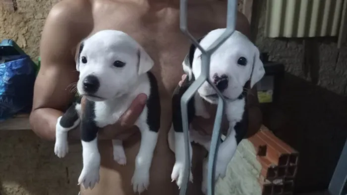 Cachorro ra a SRD-ViraLata com pitibul  idade Abaixo de 2 meses nome Sem nome 